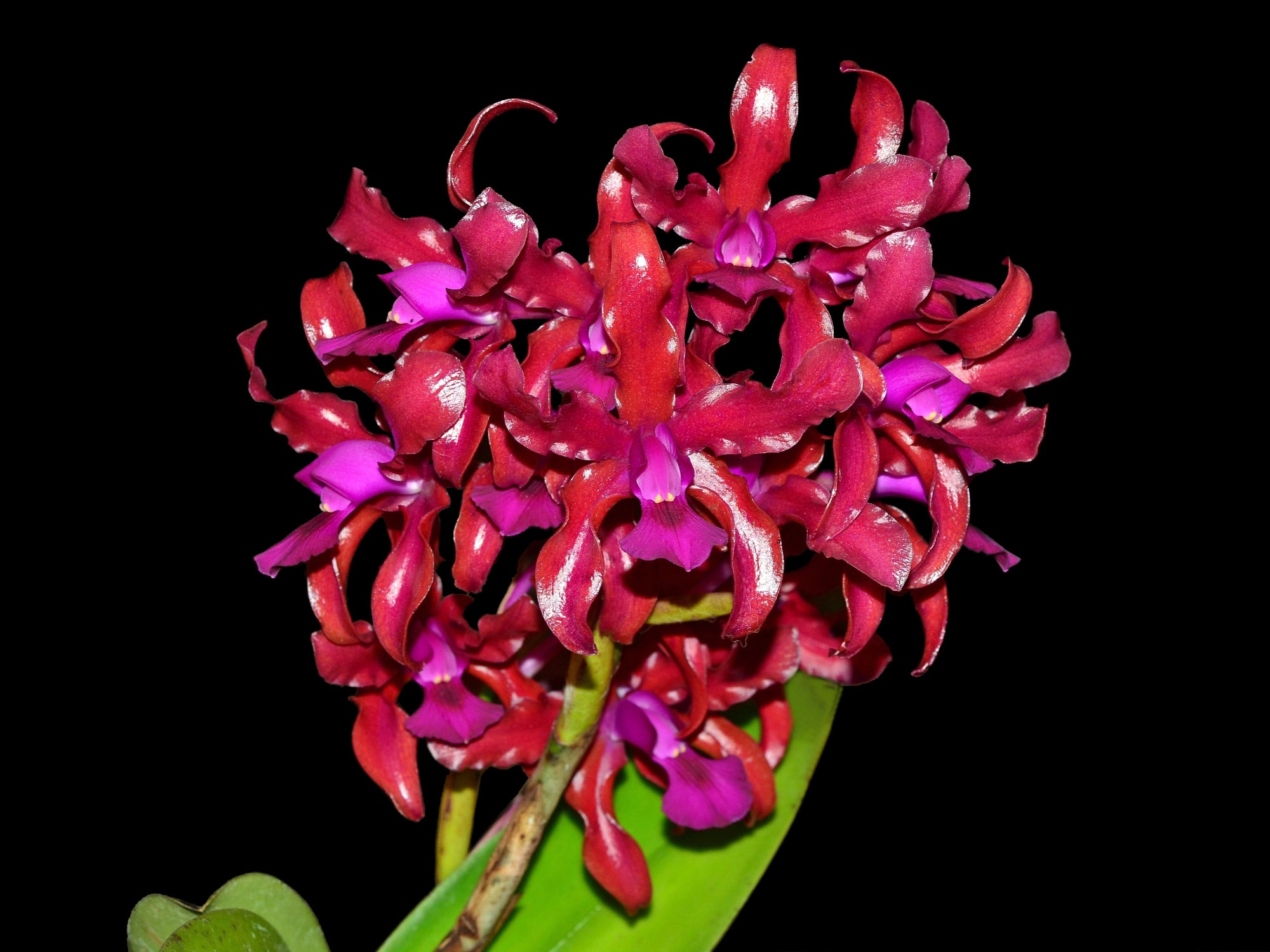 Laeliocattleya Mi Morena — Ecuagenera California