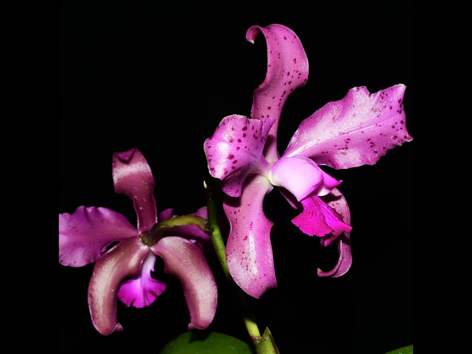 Laeliocattleya Vitoria Munoz