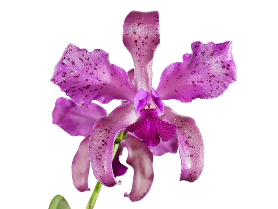 Laeliocattleya Vitoria Munoz