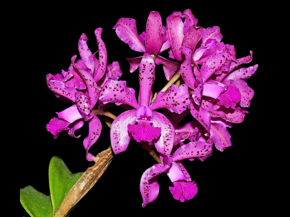 Laeliocattleya Vitoria Munoz