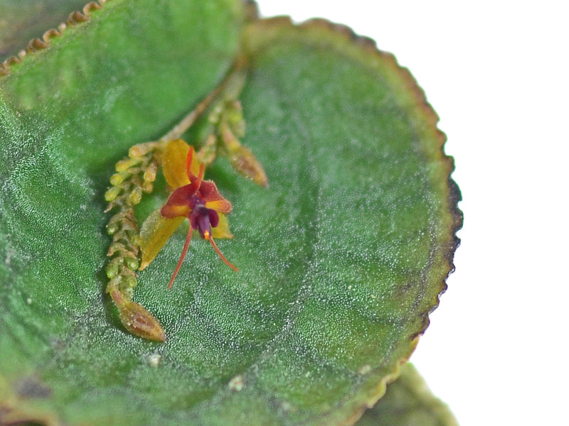 Lepanthes tentaculata