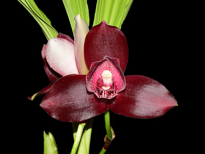 Lycaste Andres Eljuri