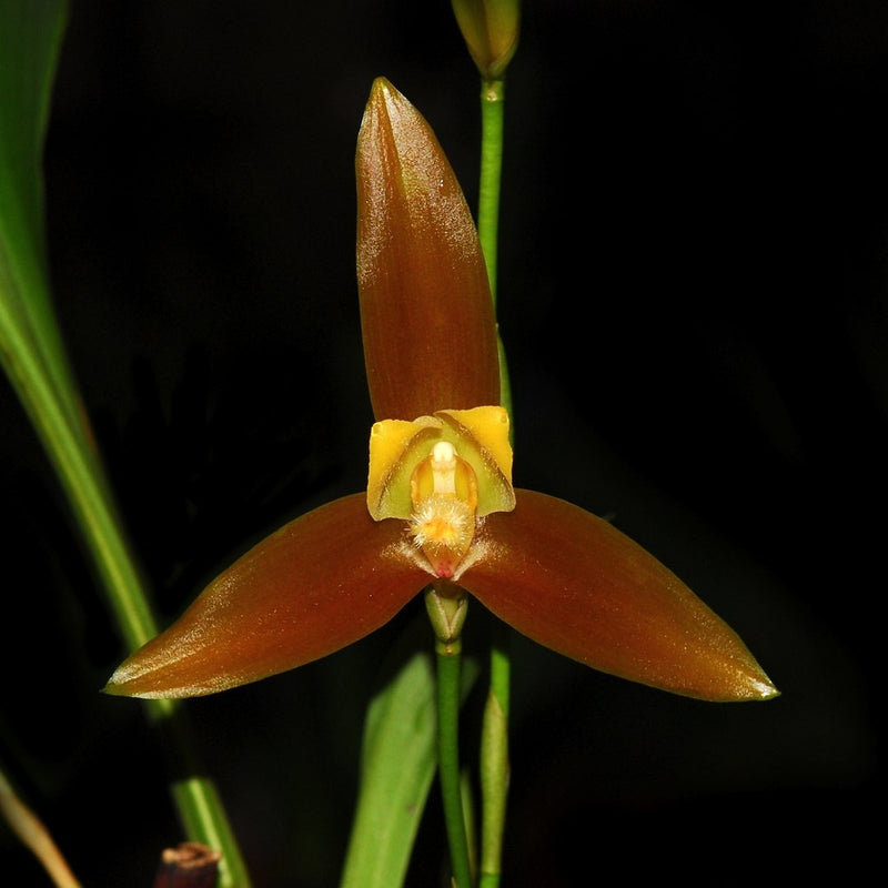Lycaste lasioglossa