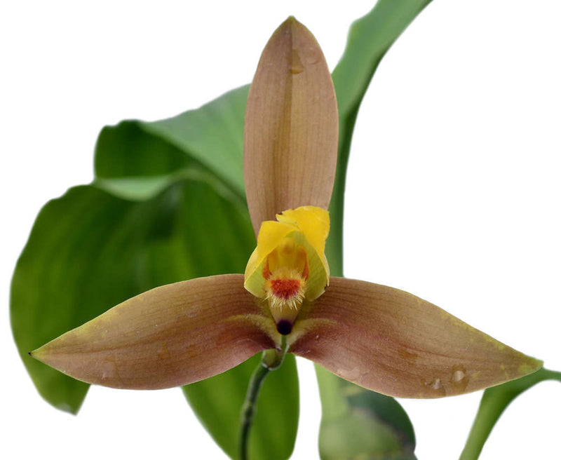Lycaste lasioglossa