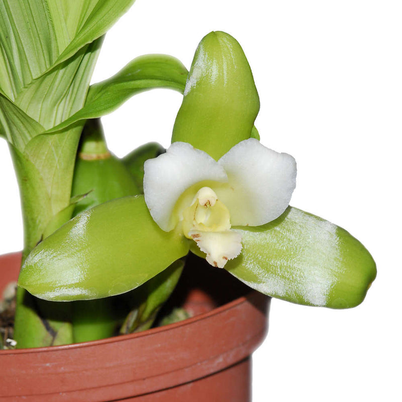 Lycaste macrophylla alba