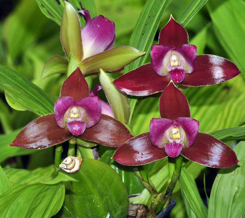 Lycaste macrophylla var. litensis