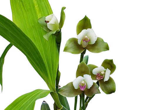 Lycaste puntarenasensis var boquete