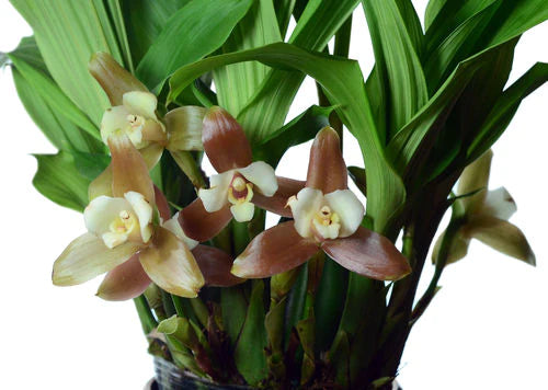 Lycaste xytriophora