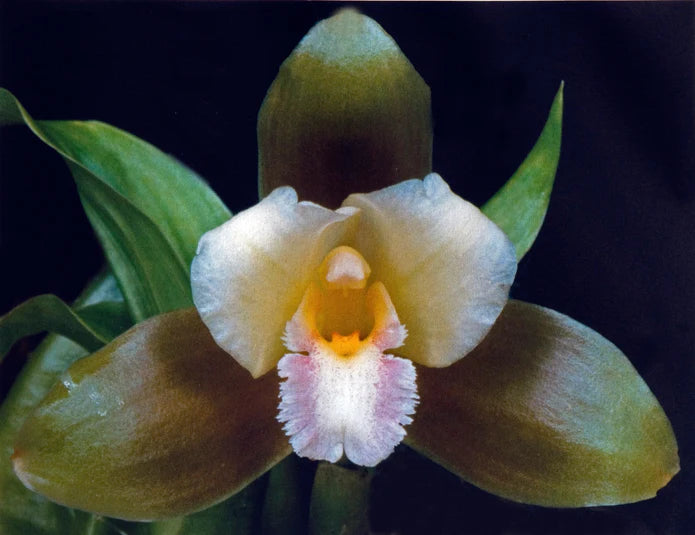 Lycaste dowiana