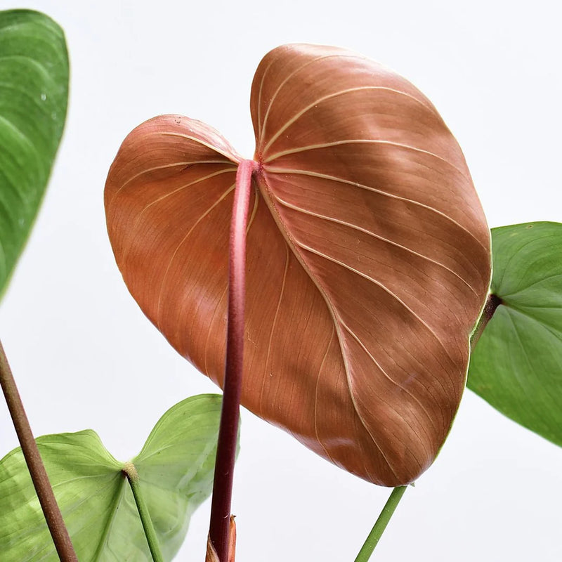 Philodendron lynamii