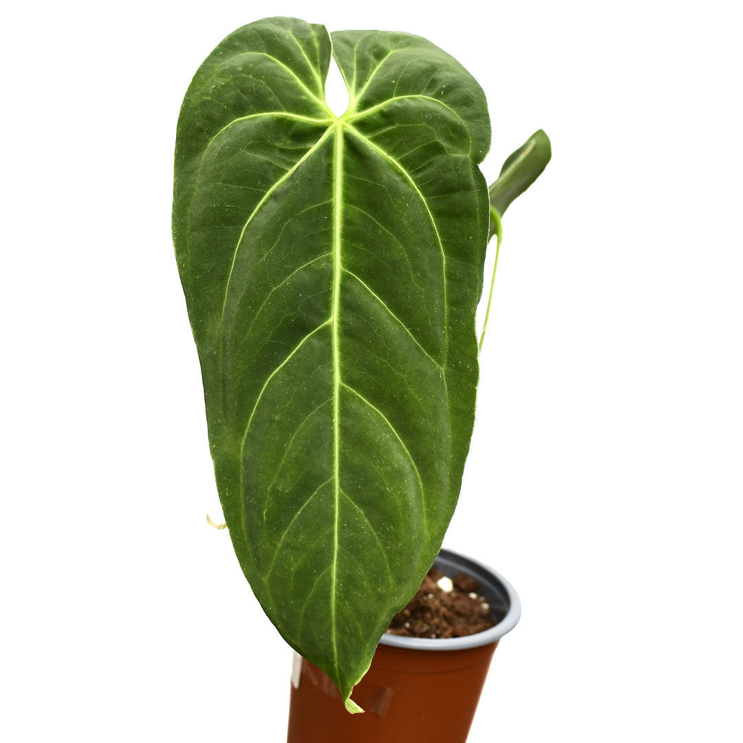 Anthurium metallicum (seedling) — Ecuagenera California