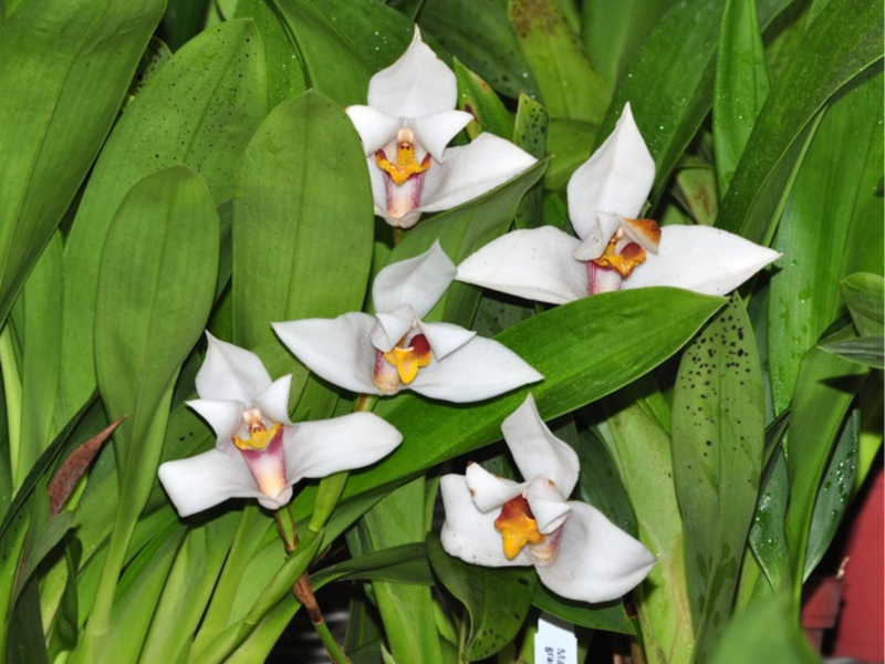 Maxillaria grandiflora