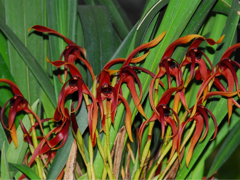 Maxillaria nigrescens