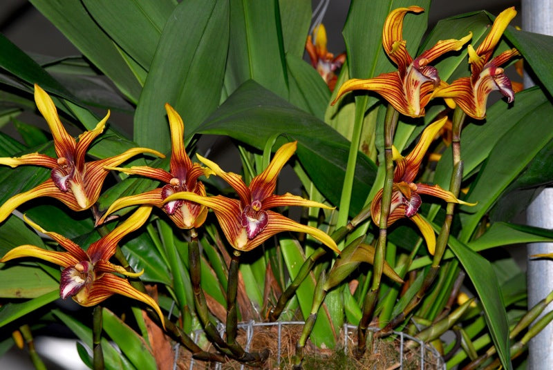 Maxillaria striata f. red