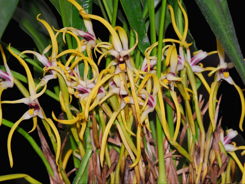 Maxillaria dillonii