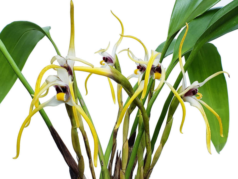 Maxillaria dillonii
