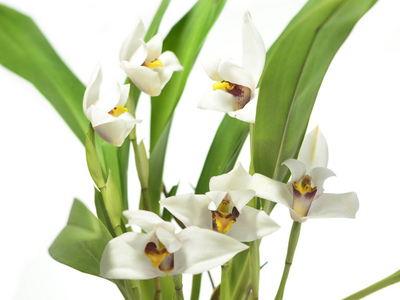 Maxillaria grandiflora