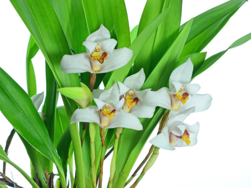 Maxillaria grandiflora