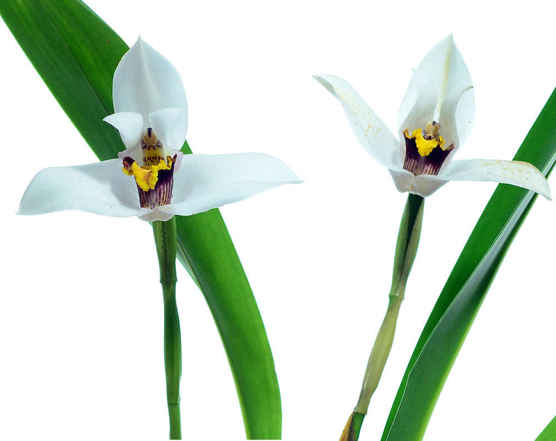 Maxillaria lehmannii
