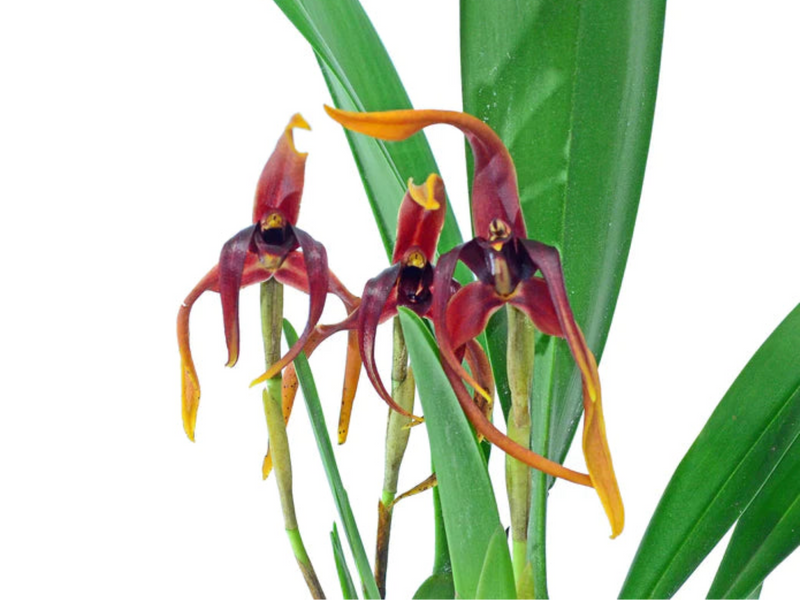 Maxillaria nigrescens