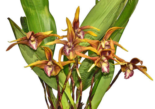 Maxillaria striata