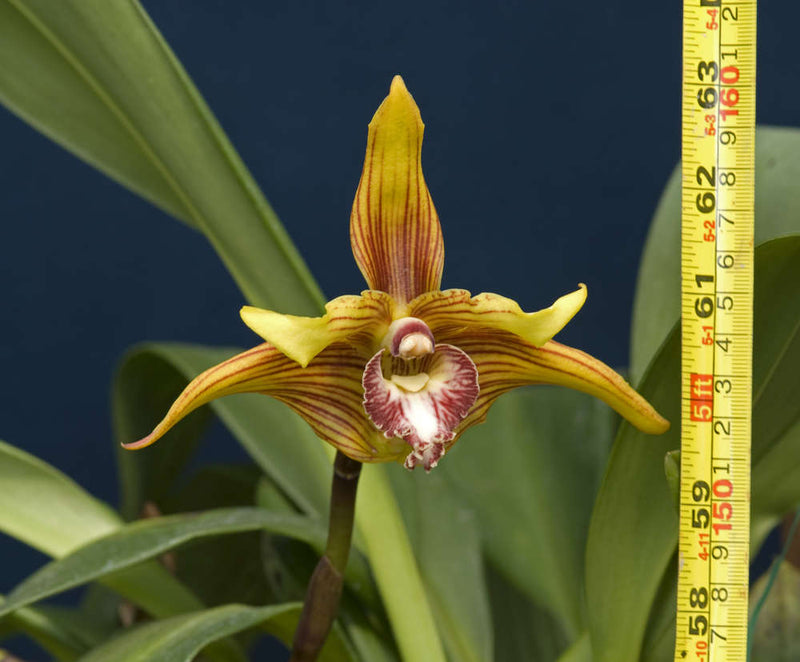 Maxillaria striata 'Golden'