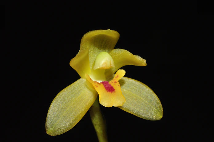 Maxillaria chacoensis