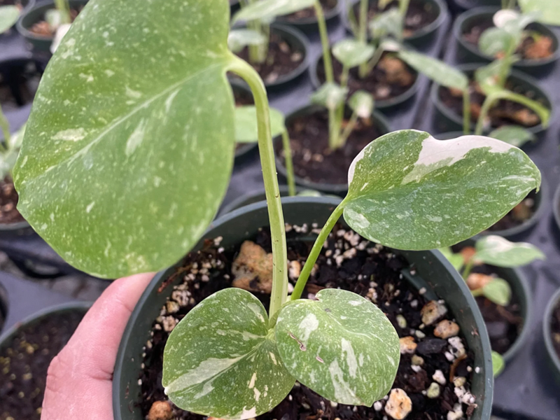 Monstera Thai Constellation (seedling)