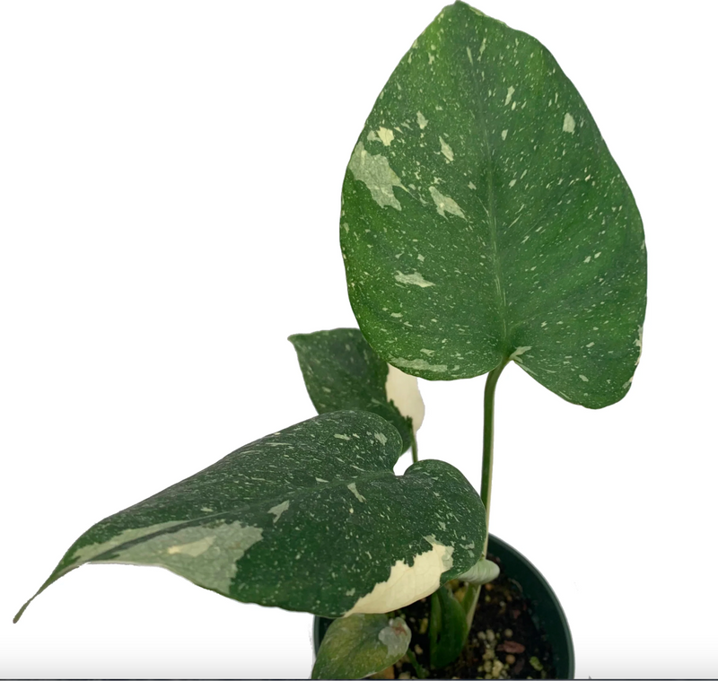 Monstera Thai Constellation (seedling)