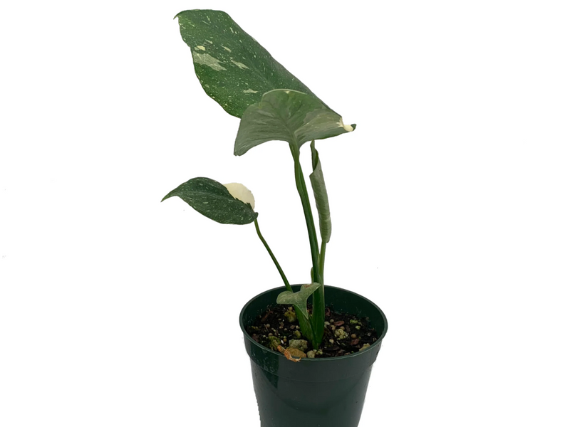 Monstera Thai Constellation (seedling)