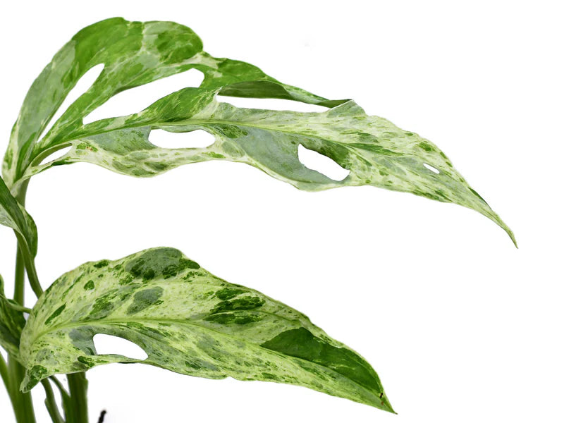 Monstera adansonii 'Indonesian Marble'