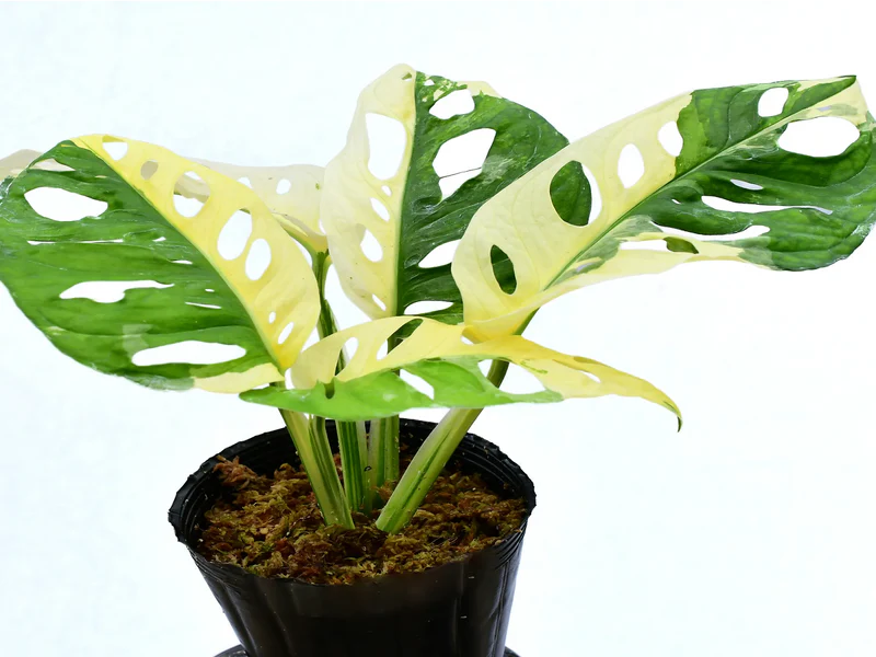 Monstera adansonii variegada