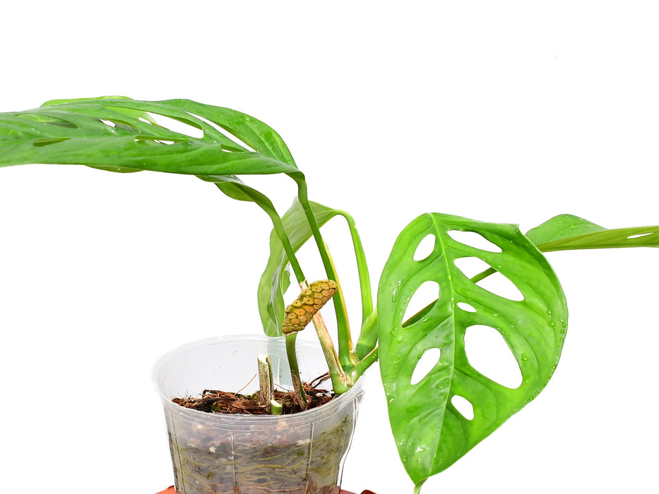 Monstera obliqua 'Yasuni'