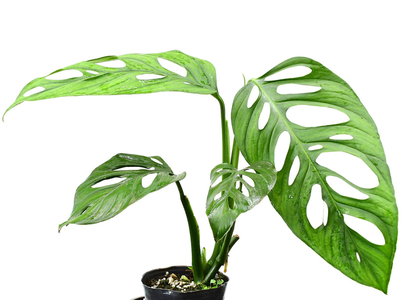Monstera adansonii