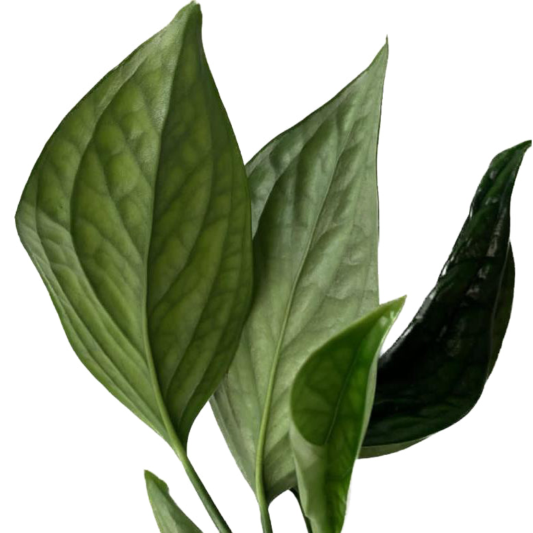 Monstera aureopinnata 'Snake'