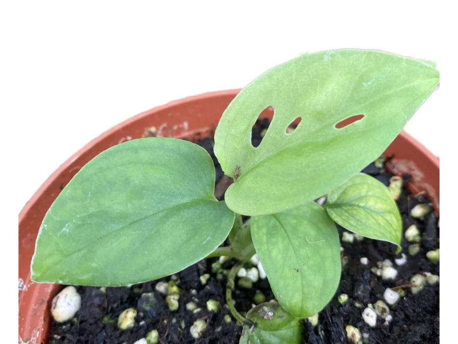 Monstera esqueleto seedling