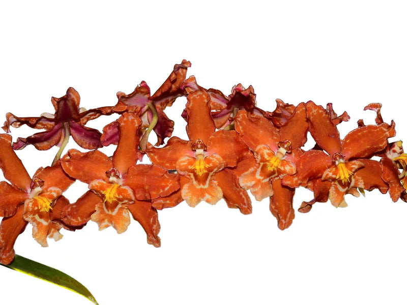 Oncostele Carolina Jijon