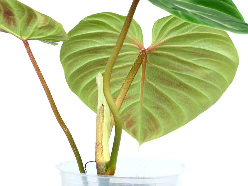 Philodendron verrucosum Amazon Sunset 'Iricolor'