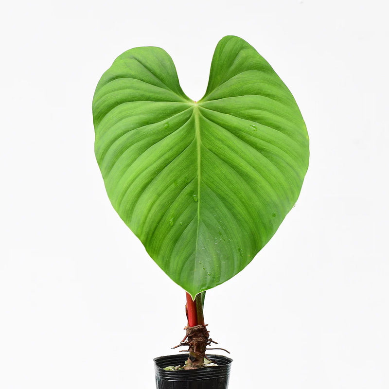 Philodendron nangaritense