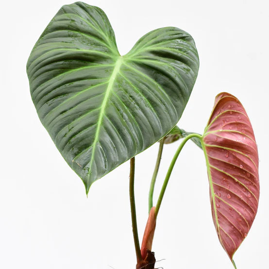 Philodendron rubrijuvenile