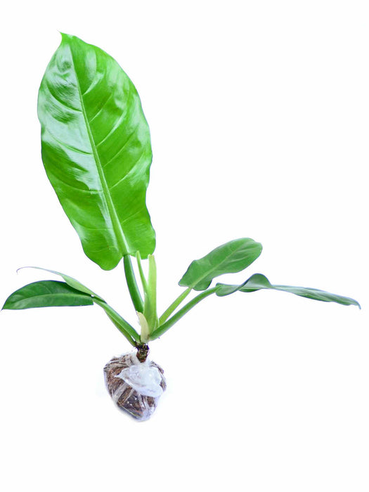 Philodendron parvilobum