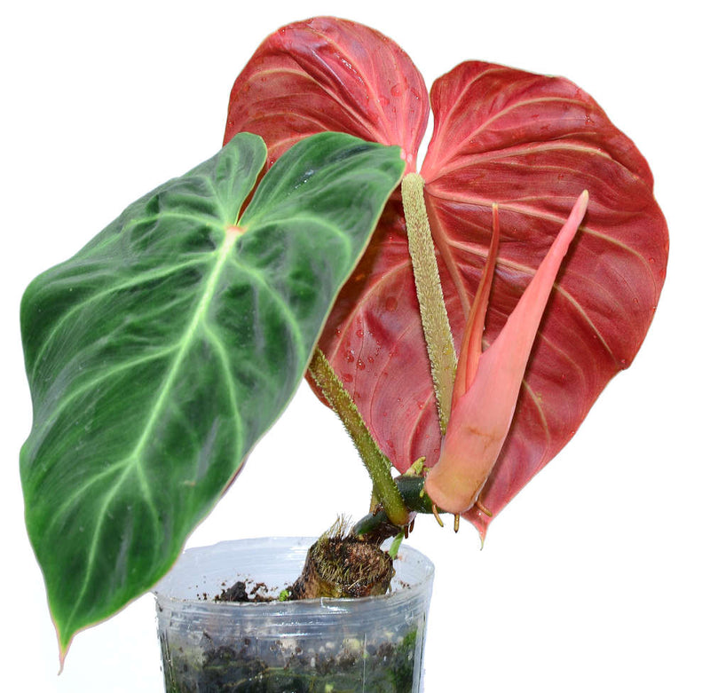 Philodendron verrucosum Amazon Sunset medium