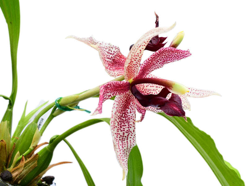 Paphinopea Charles Mans