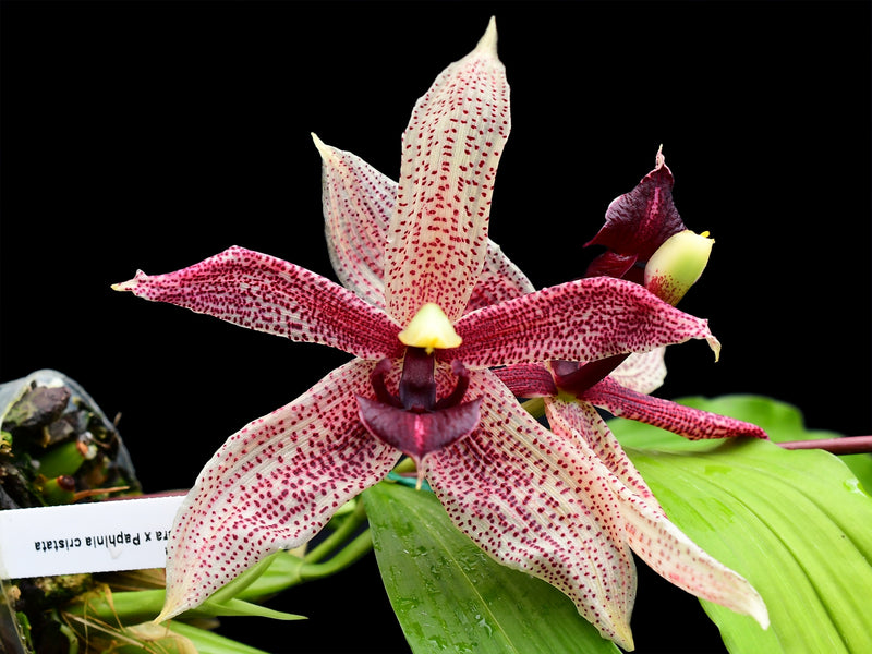 Paphinopea Charles Mans