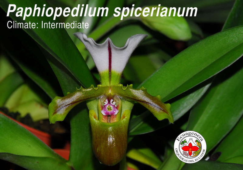 Paphiopedilum spicerianum