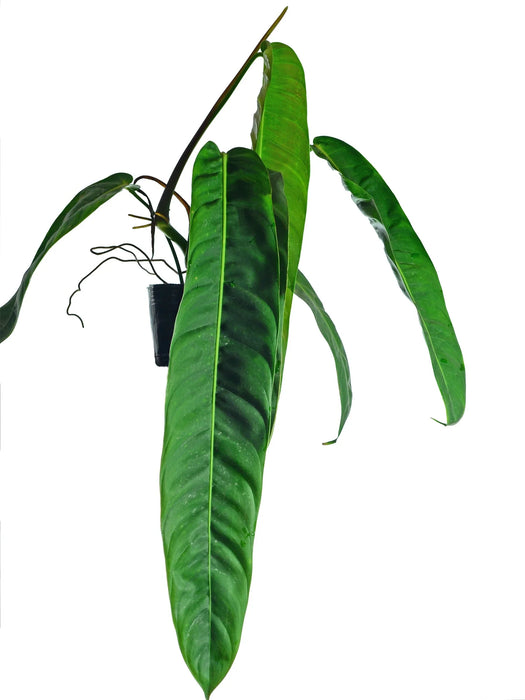 Philodendron patriciae (seedling)