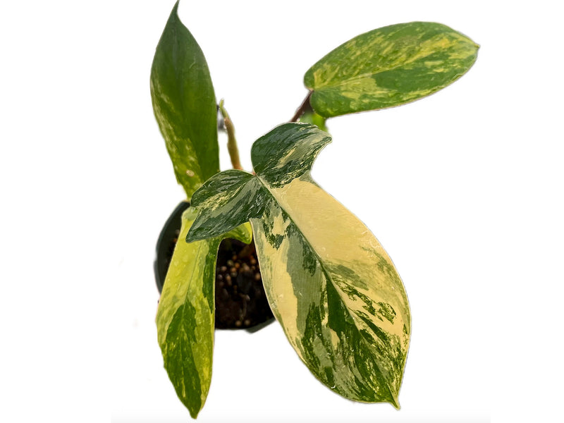 Philodendron Florida Beauty