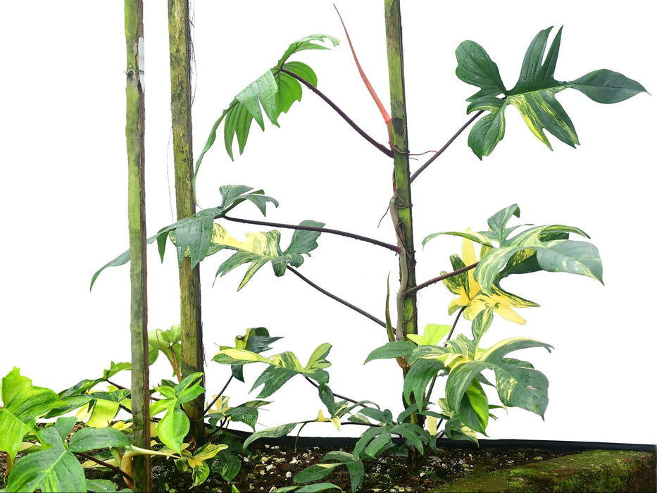 Philodendron Florida Beauty