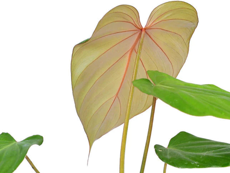 Pink Glory | フィロデンドロン・ピンクグローリー Philodendron Pink Glory — Ecuagenera USA Corp