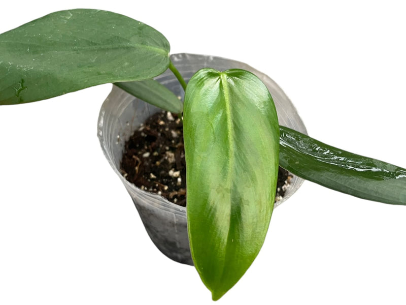 Philodendron asplundii (seedling)